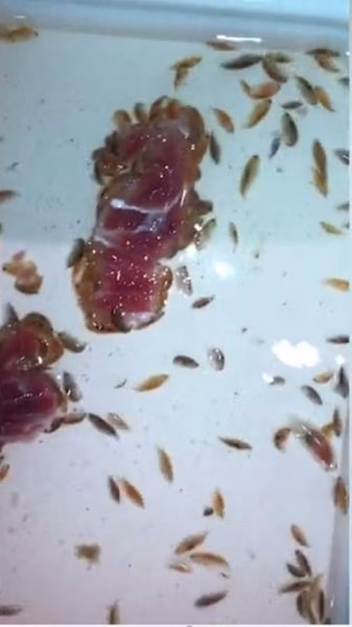 Cuối cùng, ông Jarrod Kanizay đã quyết định tự mình tìm hiểu bằng cách dùng một miếng thịt tươi làm mồi, đi đến vùng biển nơi Sam bị tấn công và thả xuống. Chẳng bao lâu sau, ông Jarrod phát hiện, hàng ngàn sinh vật lạ cực bé bị thu hút bởi miếng thịt tươi. (Nguồn Sina)