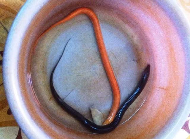 Hue: Hang tram nguoi do xo xem luon la cuc hiem, cuc bo-Hinh-2