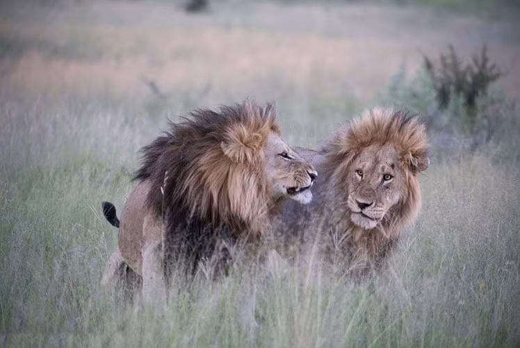 Thực tế, chúng gắn bó với nhau theo phương cách đặc biệt này để tạo thành một khối liên minh vững chắc, tạo vị thế bá chủ mạnh mẽ trong đàn, bởi số lượng của những con sư tử cái trong một đàn sư tử thường chiếm ưu thế. (Ảnh: Metro)