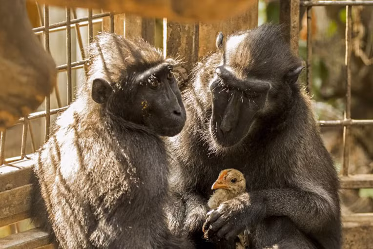 Tuy vậy, mốiquan hệ giữa khỉ đen và gà conthực sự rất hiếm, buộc các nhân viên trong công viên phải tách Niv và gà con ra khỏi bầy khỉ. Bởi gà con có thể trở thành thức ăn cho bầy khỉ bất cứ lúc nào. Con khỉ đen duy nhất được tiếp cậncặp mẹ khỉ con gàlà mẹ của Niv. (Nguồn Chinanews)