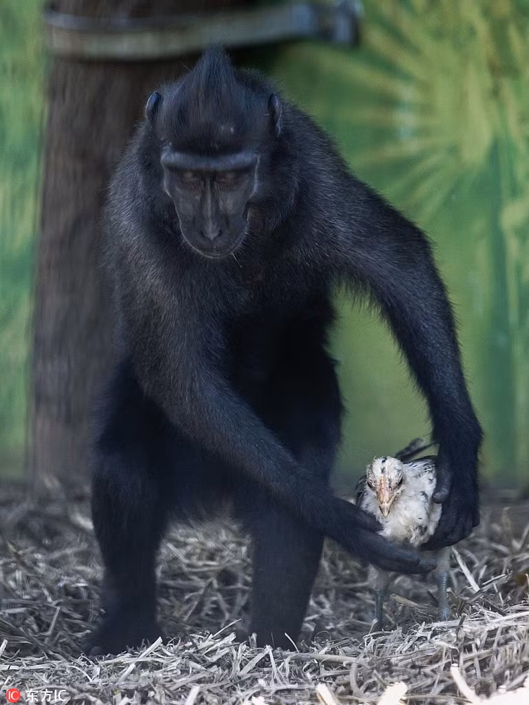 Theo Mor Porat, người phát ngôn của công viên động vật, có vẻ như Niv, (tên của con khỉ đen lạ lùng) đã đạt đến độ trưởng thành về mặt sinh lý nhưng lại gặp khó khăn trong việc tìm kiếm một người bạn đời.(Nguồn Sina)