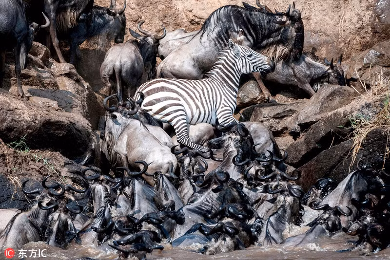 Cuộc sống của con ngựa vằn cực kỳ mong manh khi nó hoàn toàn có thể bị chà đạp không thương tiếc dưới vó của hàng trăm, hàng ngàn con linh dương đầu bò vượt sông Mara. (Nguồn Sina)