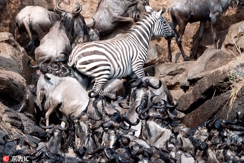 Theo nhiếp ảnh gia Ingo, con ngựa vằn hoang dã không những rất dũng cảm mà còn vô cùng thông minh, gặp khó khăn không hề nản chí. Nhờ có sự tỉnh táo, sáng suốt, khát vọng sống mãnh liệt và một chút xảo quyệt, ngựa vằn đã thêm một lần bảo toàn được mạng sống của mình. (Nguồn Sina)