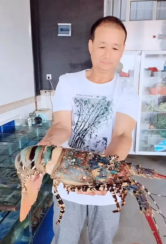 Mới đây, một ngư dân họ Quách ở Trung Quốc trong khi đánh bắt cá tại khu vực phụ cận vùng biển thuộc đảo Chu Sơn Trung Quốc đã bắt được một con tôm hùm chúa khổng lồ. Sau khi các chuyên gia kiểm tra, xác định đây là tôm hùm cẩm tú Trung Quốc, một trong những loại tôm hùm quý hiếm và đắt nhất thế giới.