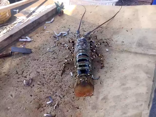 Con hôm hùm mà ông Quách bắt được dài khoảng 60cm, phần đầu cực lớn. Hiện đã có một đại gia ở Phúc Châu ra giá 350.000 tệ (khoảng 1,2 tỷ đồng).