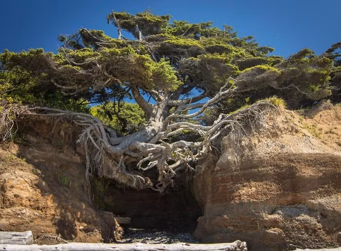 Vượt khó vươn lên là cụm từ để miêu tả về cái cây đặc biệt này. Vì khát khao sống mạnh mẽ, cái cây này được gọi là Cây Sự Sống, nó rất nổi tiếng ở Vườn Quốc gia Olympic, Washington. (Nguồn Bored Panda)