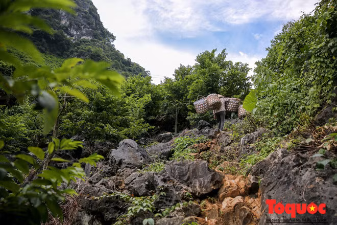 Mất hơn 40 phút di chuyển liên tục, chúng tôi mới đến được vườn na hơn 1.000 cây của chị Sơn nằm trên con dốc của ngọn núi Cai Kinh. Theo chị Sơn: Na thu hoạch được quả sẽ trắng, các mắt nở căng và đều, sau đó tùy nhu cầu sử dụng mà chọn quả có độ rắn thích hợp.