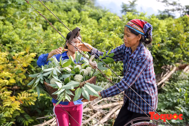 Với mỗi sọt na chất lượng như vậy, chủ vườn sẽ bán được 30.000 - 40.000đ/kg. Đây là nguồn thu để bù đắp phần nào công sức chăm sóc vất vả của người nông dân.