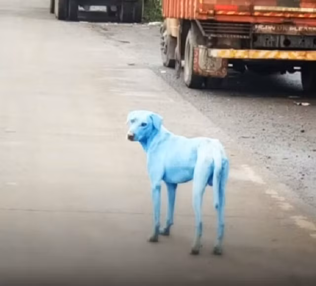 Mới đây, tại vùng ngoại ô thuộc Mumbai, Ấn Độ, tổ chức cứu trợ, bảo vệ động vật đã vô tình phát hiện ra một chú chó kỳ lạ. Toàn bộ cơ thể của nó phủ lên một màu xanh lam rất bắt mắt. (Nguồn Sina)