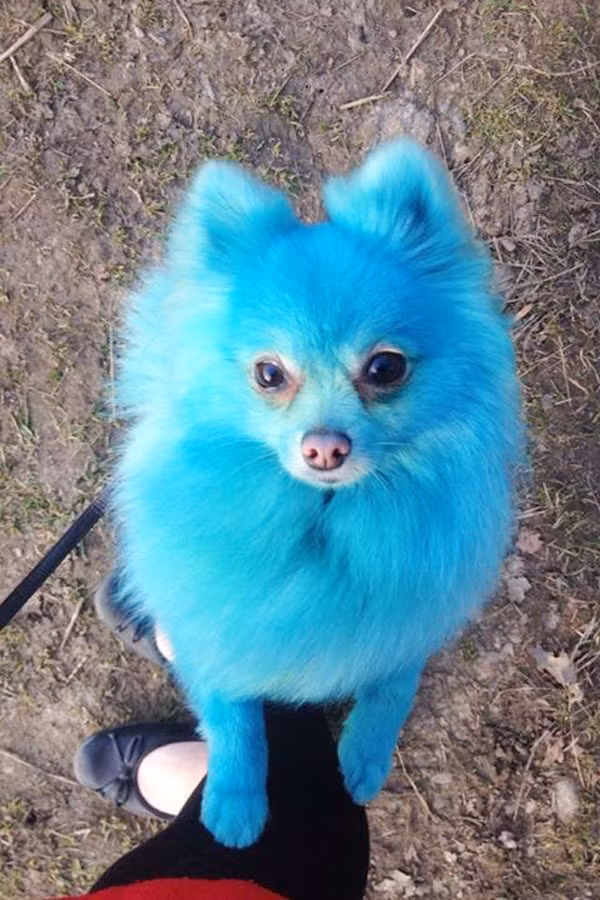 Chủ nhân của Harvey Moon, cô Stephanie Mariam, 21 tuổi, sống tại thị trấn Bournemouth, Anh chi không tiếc tay để khiến chú chó cưng có được ngoại hình phong cách sành điệu. (Ảnh: Dailymail)