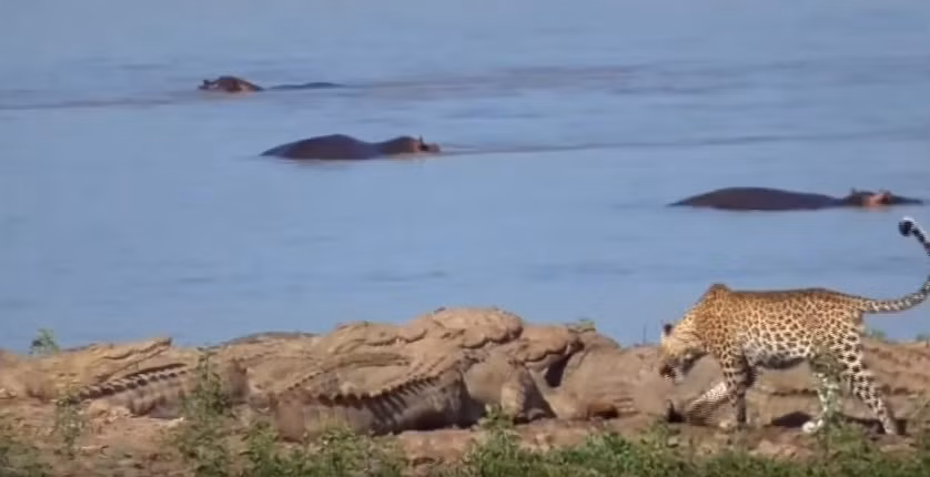 Những hình ảnh vô cùng ấn tượng khi báo hoa mai tranh cướp thịt của cá sấu khổng lồ, được ghi lại tại Công viên quốc gia South Luangwa, Zambia, Nam Phi, khiến nhiều người ngạc nhiên. (Nguồn Mdmarklynd)