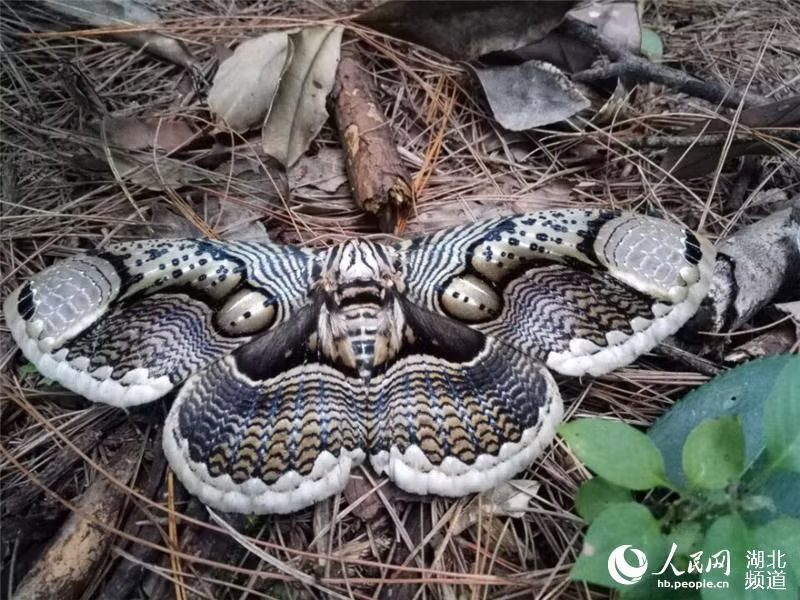 Choang ngop phat hien loai buom khong lo day bi an