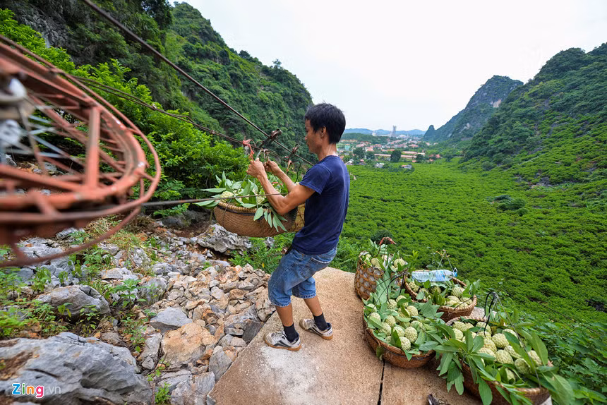 Anh Hà Mạnh Hưng (Thái Bình) đã quen với công việc hái và vận chuyển na cả chục năm nay. Anh cho biết thời gian trước khi chưa có tời, mỗi ngày anh phải gánh bộ cả chục km đường rừng núi để mang được na ra quốc lộ. “Bây giờ có tời thì mọi thứ thuận tiện hơn”, anh Hưng chia sẻ.