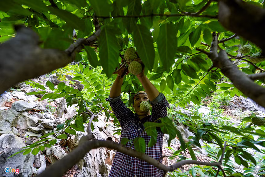 “Na không giống như nhiều loại ăn quả khác có thể thu hoạch một lần. Tôi ngày nào cũng phải đi hái, nếu không na chín quá sẽ không bán được. Quả na thu hoạch được có mắt to, vỏ hơi trắng. Sau 3-5 ngày có thể ăn được”, cô Đỗ Thị Oanh cho biết.