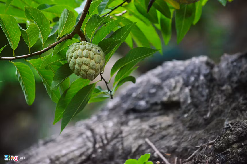 Cây na được trồng trên núi ít nước nên chị phải chuyển nước từ dưới lên, nhà nào có tời thì đỡ vất vả hơn. Khi cây đến mùa thụ phấn phải đi thụ phấn cho từng bông hoa một. Mỗi cây na phải trồng ít nhất 3 năm mới có thể thu hoạch.