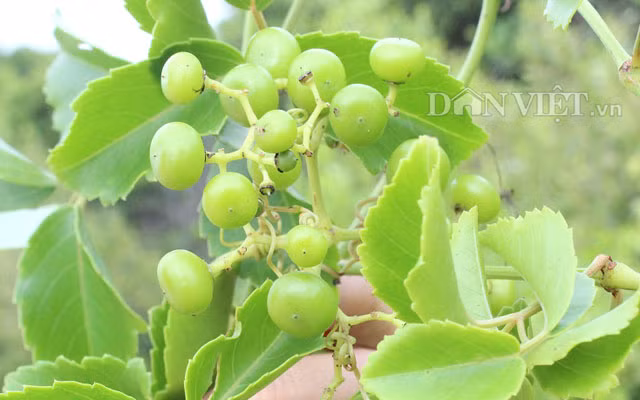 Nho rung cua “lao nong khung” o Tay Ninh khac gi voi trai giac?-Hinh-7