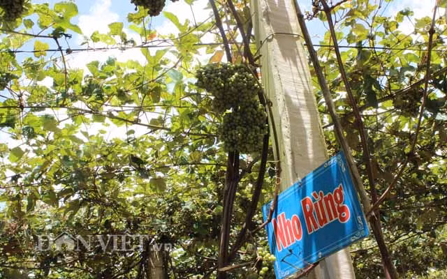 Nho rung cua “lao nong khung” o Tay Ninh khac gi voi trai giac?-Hinh-2