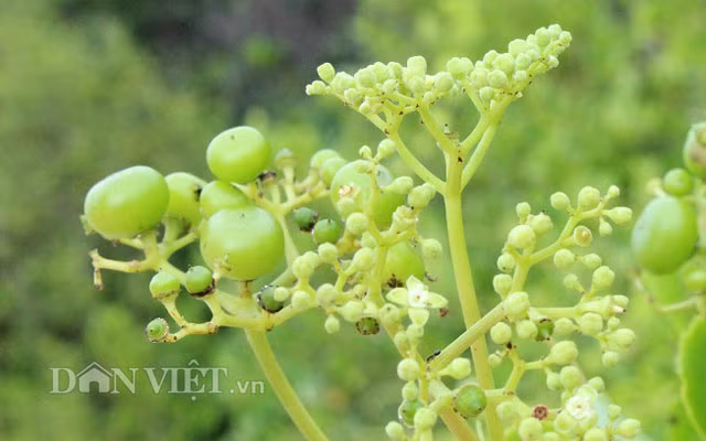 Nho rung cua “lao nong khung” o Tay Ninh khac gi voi trai giac?-Hinh-5