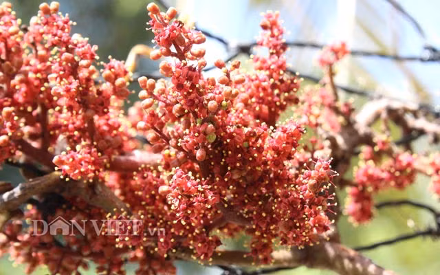 Nho rung cua “lao nong khung” o Tay Ninh khac gi voi trai giac?-Hinh-6