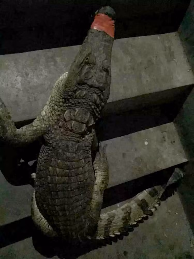 Cặp đôi bước ra khỏi cửa, sốc vì đụng độ "quái vật" khát máu Cap doi buoc ra khoi cua, soc vi dung do "quai vat" khat mau