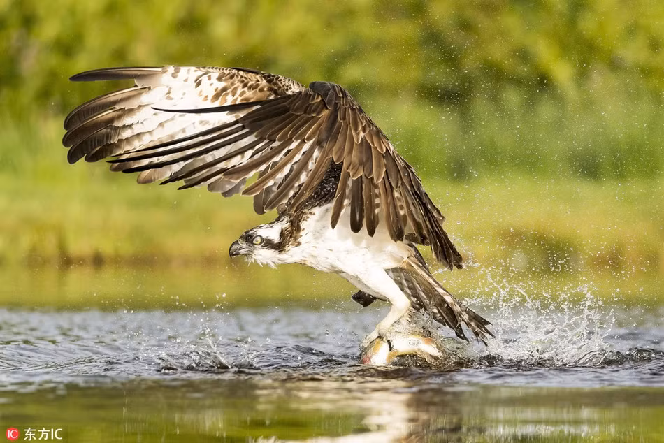 Không giống những con cá khác, lờ đờ tuyệt vọng, con cá hồi này trước khi chết vẫn không quên trợn trắng mắt, nhìn chằm chằm vào kẻ thù truyền kiếp của mình. (Nguồn Sina)