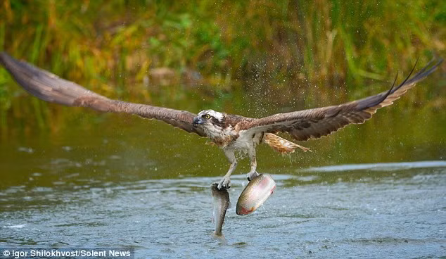 Trong ảnh là khoảnh khắc chim ưng biển bắt được hai con cá cùng lúc từ một hồ nước ở Kangasala, Phần Lan. (Nguồn Mirror)