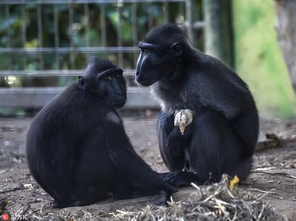 Vì thế khi gặp con gà đi lạc, yếu ớt và sợ hãi, Niv đã nổi lên bản năng của một người mẹ, quyết định chăm sóc, nuôi dưỡng con gà như con đẻ, theo cách riêng của mình.(Nguồn Sina)