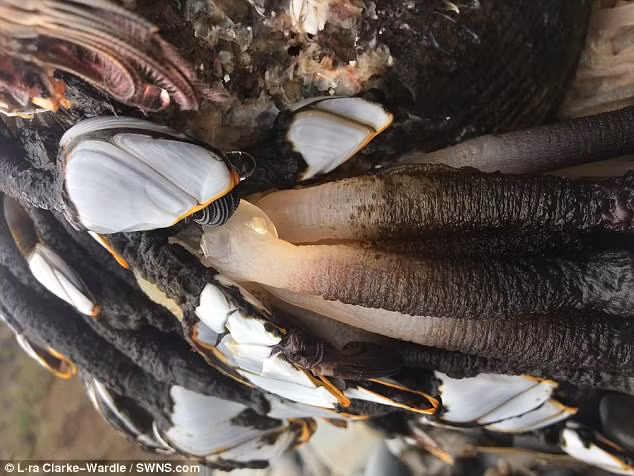 Theo các nhà nghiên cứu, hàu cổ ngỗng không đẻ trứng cố định ở một địa điểm mà thả trôi theo dòng nước. Trứng nở thành ấu trùng bơi tự do và góp phần tạo nên lượng sinh vật phù du đông đảo. (Nguồn Dailymail)