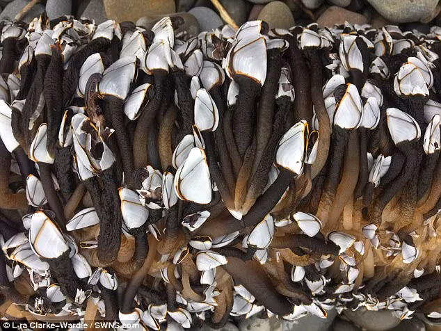 Theo tìm hiểu, hàu cổ ngỗng là một loài giáp xác biển lưỡng tính, thường trôi dạt theo dòng nước đại dương ở hầu hết các vùng biển ôn đới trên trái đất. (Nguồn Dailymail)