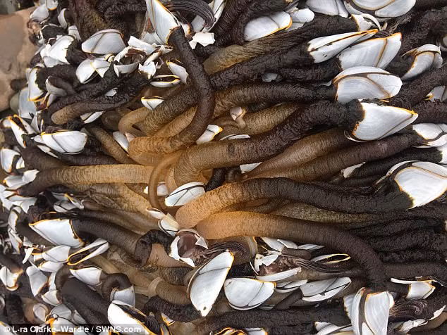 Mới nhìn, Lara giật mình tưởng rằng những sinh vật lạ này là bộ phận ruột của một con vật nào đó đã chết. Thế nhưng khi đến gần, nữ nhiếp ảnh gia mới nhận ra đó là rất nhiều những sinh vật sống, cơ thể như giun đất, gắn chặt vào những chiếc vỏ như vỏ ngao trên những tảng đá. (Nguồn Dailymail)