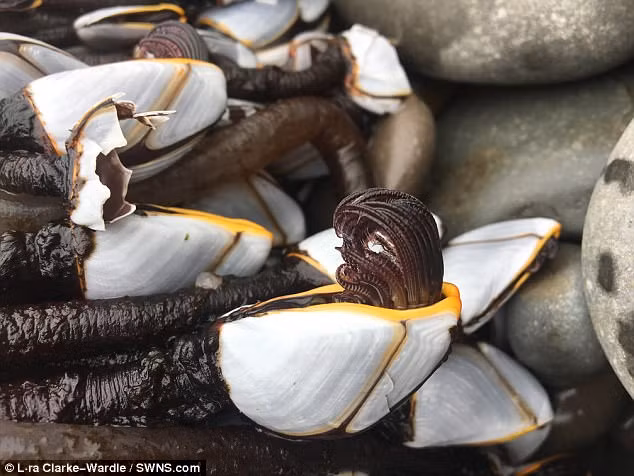 Được biết, hàu cổ ngỗng là một món ăn rất ngon và có giá trị dinh dưỡng cao. (Nguồn Dailymail)