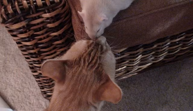 Những lúc khó ở, lại bị Peanut trèo lên người, mèo Ranj không giận dữ. Nó lẳng lặng đi ra chỗ khác, sau khi cơn khó chịu tan đi mới trở về và vui đùa với chuột Peanut. (Nguồn Dodo)