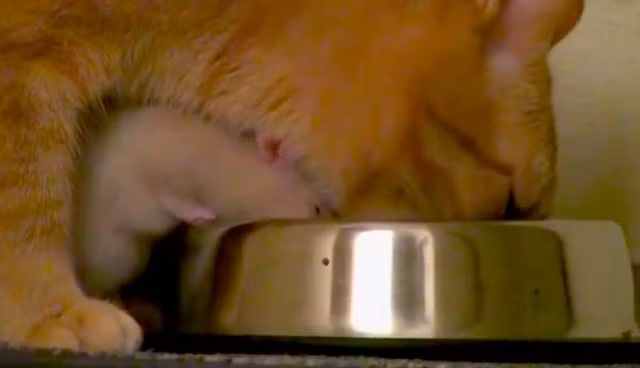 Nó không ngừng nhớ đến người bạn khác loài đáng yêu Peanut. (Nguồn Dodo)