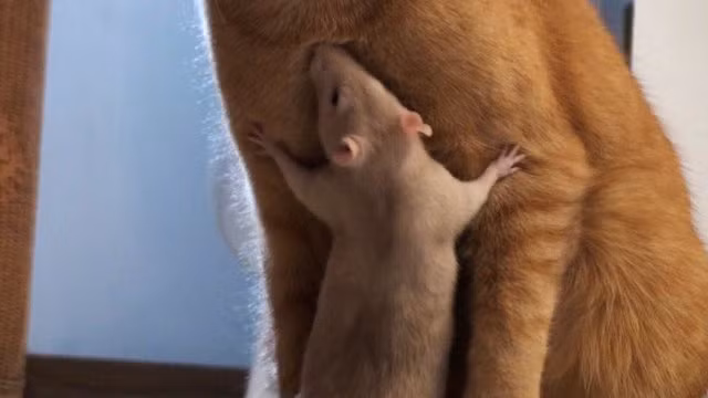 Tình bạn kỳ lạ giữa Ranj và Peanut ngày một sâu sắc. Thực tế, Ranj vẫn là một con mèo, thi thoảng cần yên tĩnh, riêng tư, thế nhưng Peanut không quan tâm đến điều đó, nó vẫn quanh quẩn bên Ranj, trèo lên người của mèo vàng không hề kiêng dè. (Nguồn Dodo)