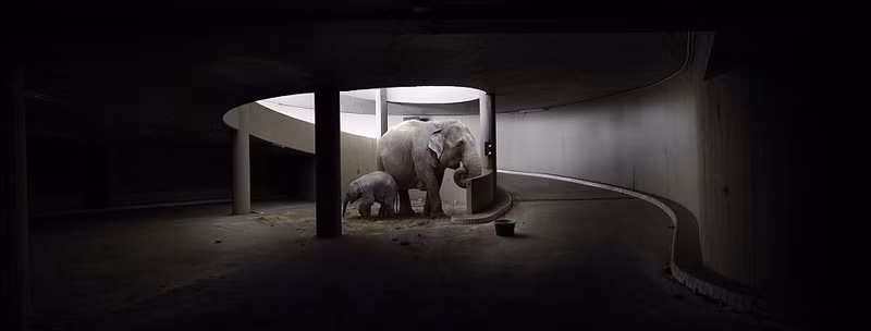 Loại ảnh của nhiếp ảnh gia Henk nắm bắt vô cùng tốt những khoảnh khắc sống động khi động vật hoang dã chiếm dụng những tòa nhà bị con người bỏ rơi. (Nguồn Sina)