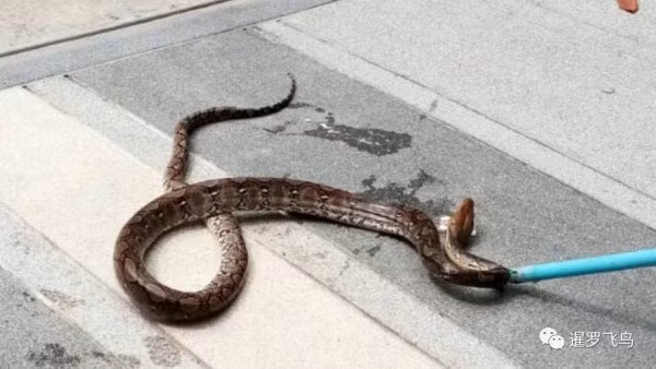 Tuy chưa kịp gây ra vụ tấn công nào ảnh hưởng đến tính mạng của con người, nhưng con trăn gấm này cũng khiến cả gia đình cô Phanarat gặp ám ảnh tâm lý vô cùng đáng sợ. (Nguồn Sina)