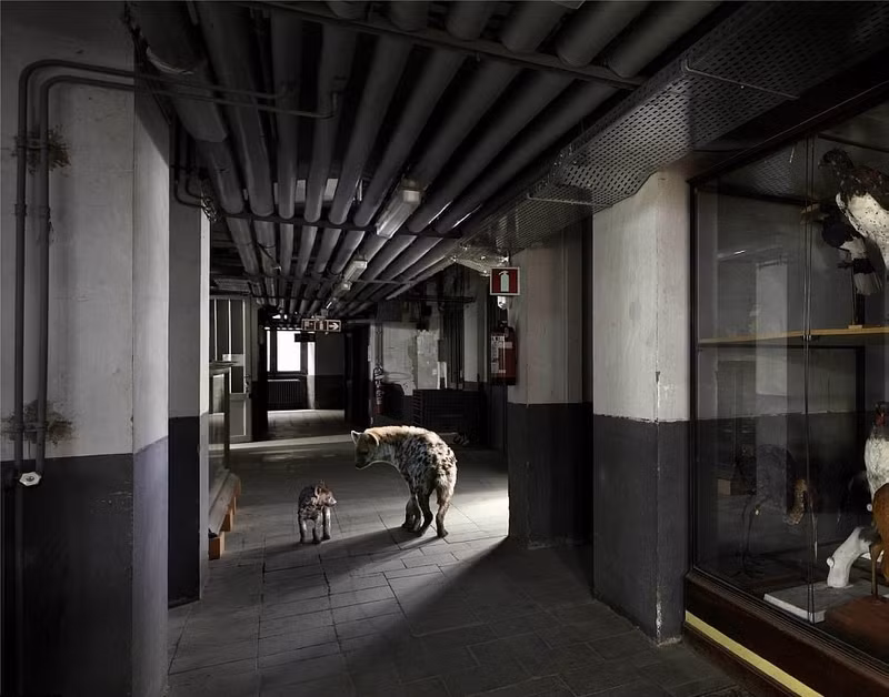 Những nơi này, con người hoàn toàn vắng bóng, nhà trống, cũ kỹ, loang lổ. Thế nhưng, cũng chính những địa điểm đó lại dần dần trở thành lãnh địa của những loại động vật hoang dã ở vùng phụ cận. (Nguồn Sina)