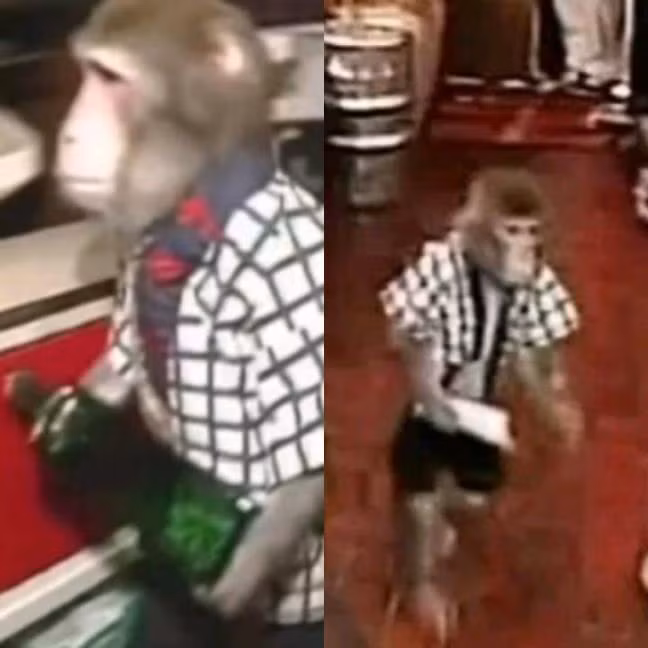 Kaoru Otsuka chủ quán bar cho biết Fuku-chan là con vật cưng đầu tiên của mình, được một người bạn hữu vài năm trước trao tặng.