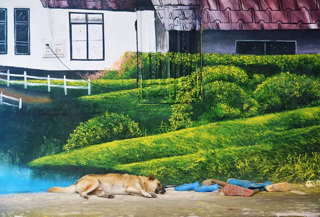 Tưởng như chú chó đang ngủ bên triền cỏ thật sự.