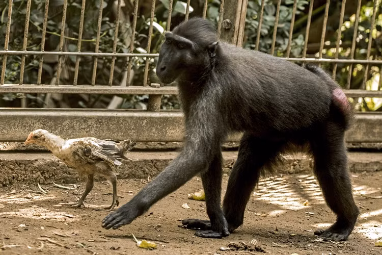 Được biết, Niv rất quan tâm đến gà con của mình, nó bế ẵm, vuốt ve, chải chuốt cho gà và cặp đôi cùng chơi đùa với nhau cả ngày không chán.(Nguồn Chinanews)