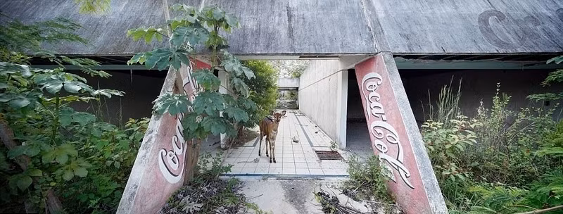 Trong ảnh là một con linh dương nhỏ bé đang lấp ló trong khu nhà đã từng là nơi vô cùng náo nhiệt của loài người. (Nguồn Sina)