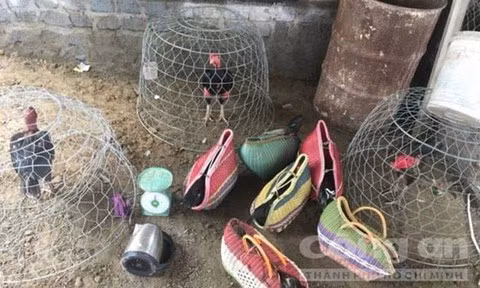 Pha soi ga 'khung' duoi chan nui Hong Linh-Hinh-5