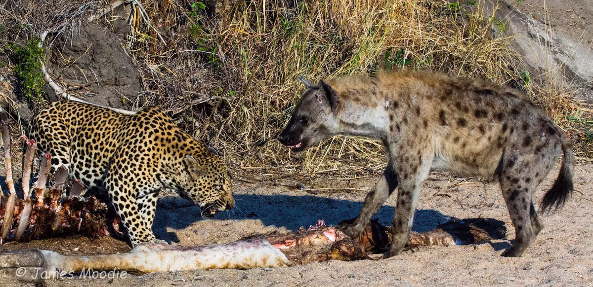 Về phần báo hoa mai, chúng không kiêng dè gì họ hàng linh cẩu. Thế nhưng khi săn được mồi thành công, nếu đụng độ linh cẩu, báo hoa mai, báo đốm thường sẽ chạy, leo lên cây để trốn tránh và bảo vệ chỗ thức ăn mà mình vất vả kiếm được. (Ảnh: WildFact)