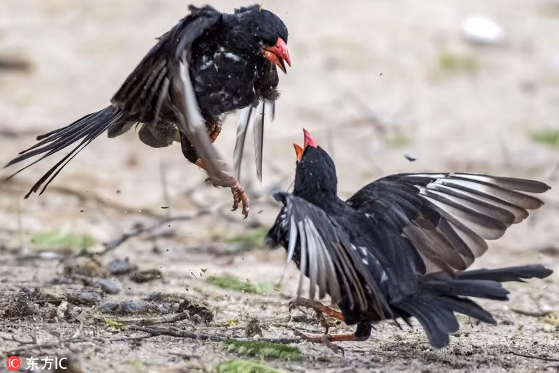 Nhiếp ảnh gia Ernest Porter trong chuyến khám phá khu bảo tồn thiên nhiên Nkorho Bush Lodge thuộc Sabi Sands Game Reserve, Nam Phi may mắn ghi lại được cảnh tượng hai con chim bắt ve đại chiến trên nền đất ẩm. (Nguồn Sina)