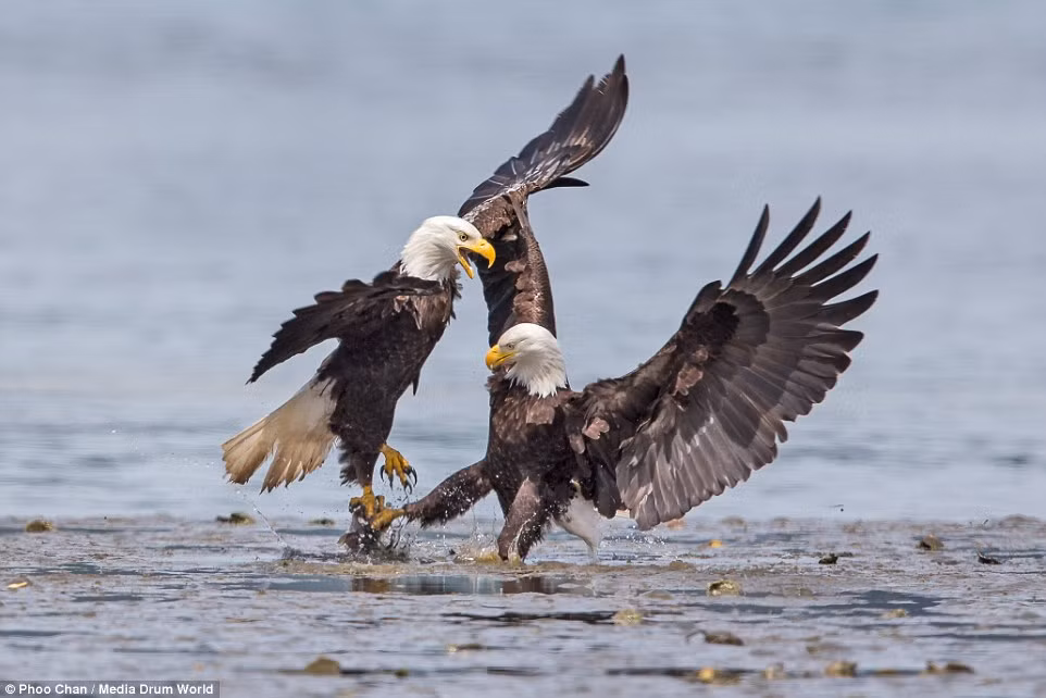Những con chim đại bàng đầu hói tranh cướp cá quyết liệt. Chúng không chỉ có khả năng chiến đấu trên mặt đất, còn có khả năng chiến đấu trên mặt nước, trên không trung, khiến người xem mãn nhãn. (Ảnh: Dailymail)