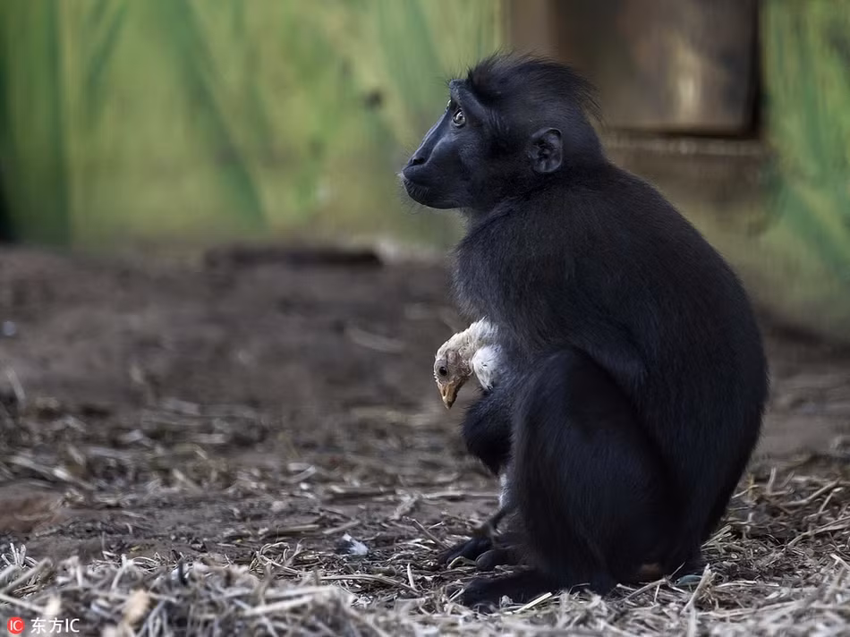 Một con khỉ đen kỳ lạ ở Công viên Safari Ramat Gan gần Tel Aviv, Israel sau nhiều tháng cô đơn một mình đã tìm được cách để làm dịu đi bản năng của một người mẹ, đó là nhận nuôi một con gà đi lạc và coi con gà đó như con đẻ của mình. (Nguồn Sina)