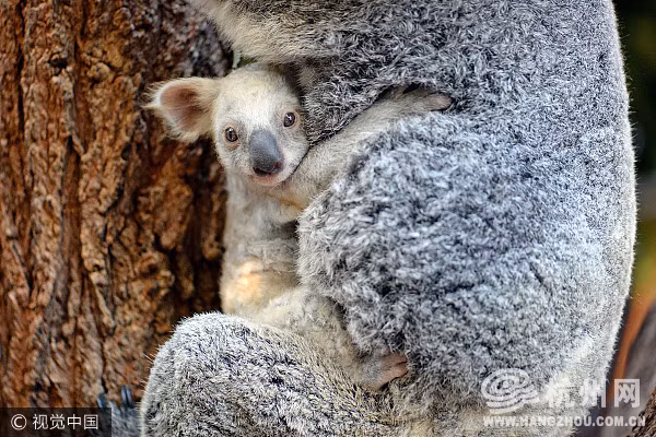 Can canh gau koala trang cuc hiem, khong phai mac benh bach tang-Hinh-3