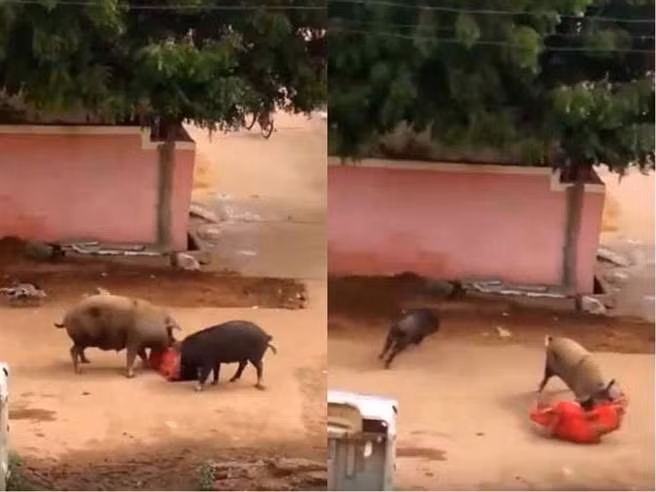 May mắn thay, ngay sau đó có hai thanh niên đi xe máy tới nơi. Nhìn thấy cảnh tượng bà Bibi Jan bị lợn tấn công, ngay lập tức hai thanh niên xuống xe, dùng gậy và la hét đuổi những con lợn đi.