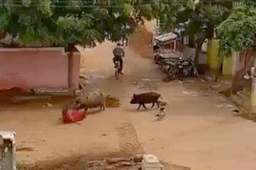 Theo thông tin đăng tải, bà Bibi Jan, 60 tuổi, một người giúp việc đang trên đường từ nhà chủ về nhà thì bất ngờ bị hai con lợn nổi điên tấn công. Chúng không chỉ hất ngã bà Bibi Jan xuống đất mà còn cắn vào đầu, vào mặt và cánh tay của bà.