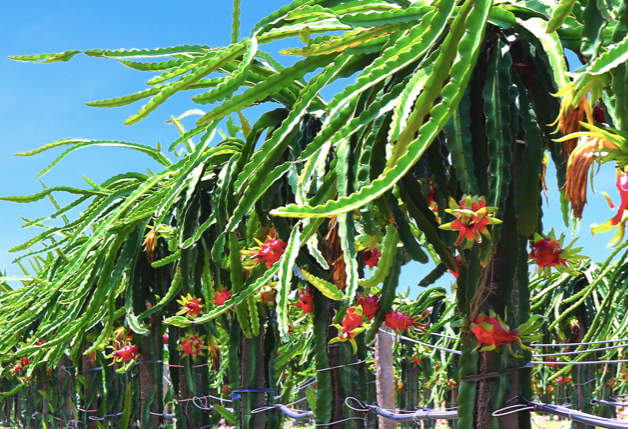 Nong nghiep Hoang Anh Gia Lai da co lai trong quy 1 nhung con ton van de gi?